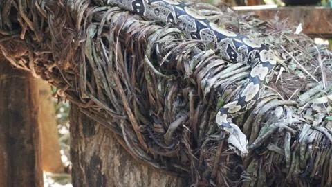 Snake in Nature Stock Photos