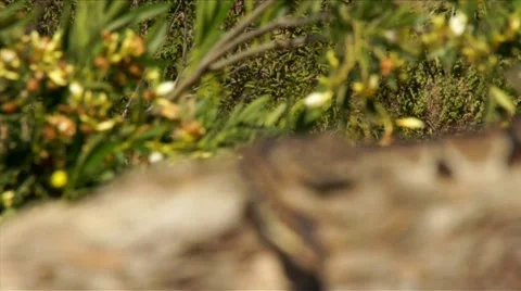 Snake in Nature Rack Focus HD Stock Footage 6432069