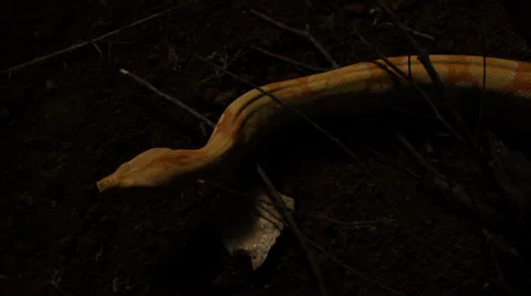 Snake in nature-top shot Stock Footage 24450192