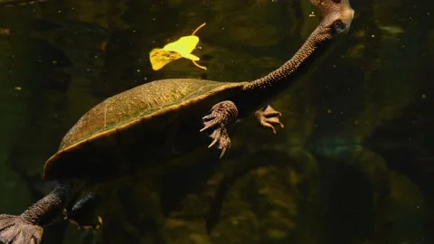  snake neck turtle breathing Stock Footage 143352891