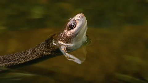  snake neck turtle breathing Stock Footage 143353000
