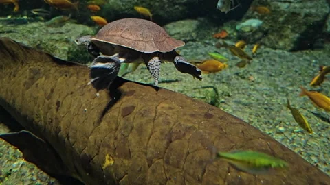  A snake neck turtle swimming Stock Footage 261439310
