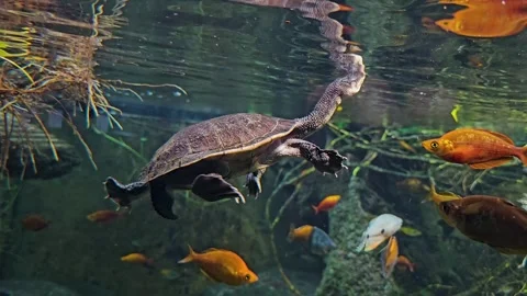 A snake neck turtle swimming  Stock Footage 269552852