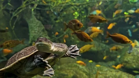 A snake neck turtle swimming  Stock Footage 269634019