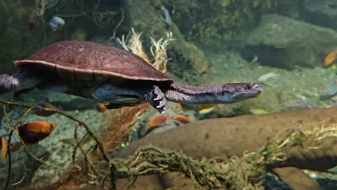 A snake neck turtle swimming  Stock Footage 296547960