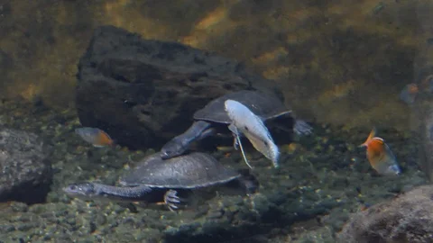 Snake Neck Turtle underwater Stock Footage 119442528