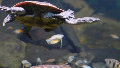 Snake Neck Turtle underwater Stock Footage 119443042