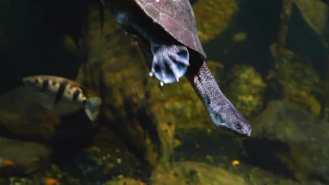 Snake Neck Turtle underwater Video stock 119443311