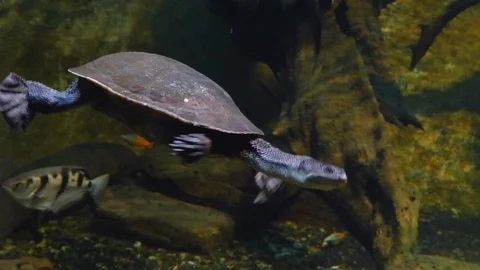 Snake Neck Turtle underwater Stock Footage 119443361