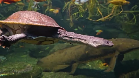 A Snake neck water turtle  Stock Footage 295214900