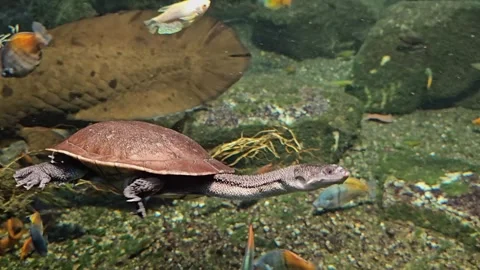 Snake neck water turtle s in motion Stock Footage 296540040