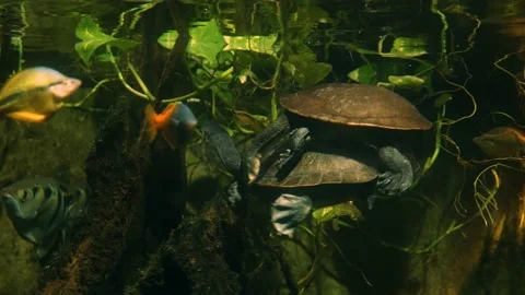 Snake neck water turtles Stock Footage 135393794