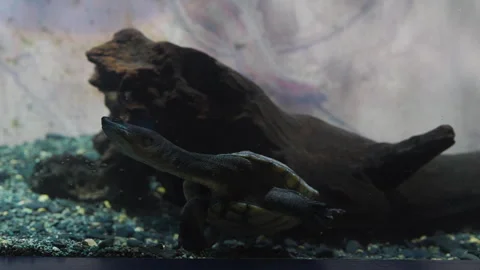 Snake-necked Turtle close-up swimming underwater Stock Footage 299964055