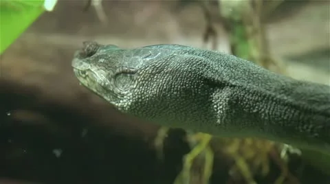 Snake-necked turtle Stock Footage 22219389