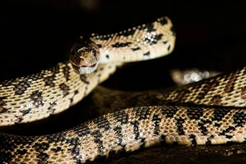 Snake at night time Stock Photos