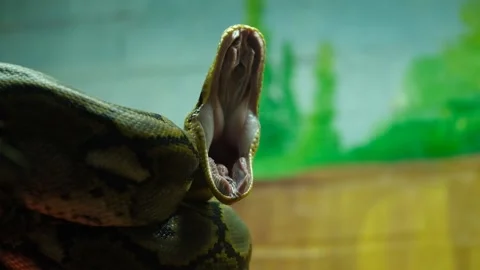giant green anaconda teeth