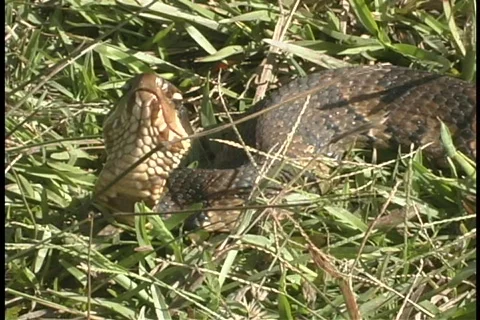 A snake opens its mouth to reveal its scary fangs. Stock Footage