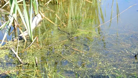A snake or it quickly hides in the reeds of the lake. Stock Footage 157207183