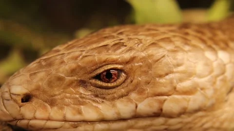 Snake or lizard. Burton's legless lizard: Lialis burtonis. reptile, wildlife Stock Footage 157398299