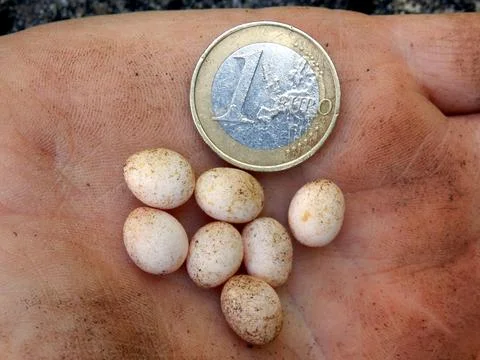 Snake or Lizard Eggs Stock Photos