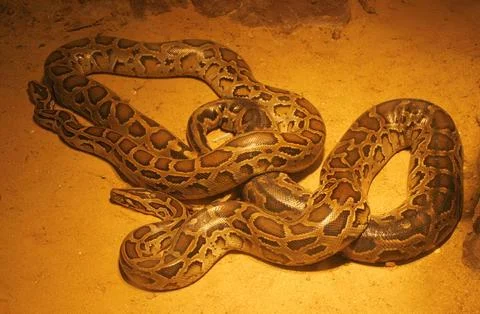 Snake or python in the zoo Stock Photos