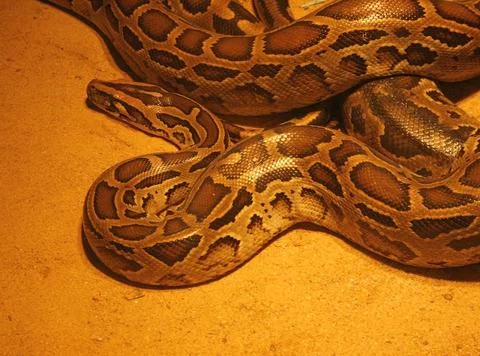 Snake or python in the zoo Stock Photos
