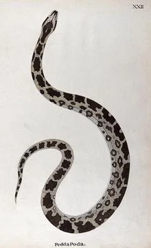A snake, pale buff in colour, with dark brown patches edged in white and a .. Illustrazione stock
