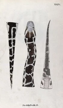 A snake, pale in colour, with dark brown patches edged with black: three fi.. Illustrazione stock