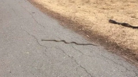 Snake On Park Trial 스톡 동영상 157561092