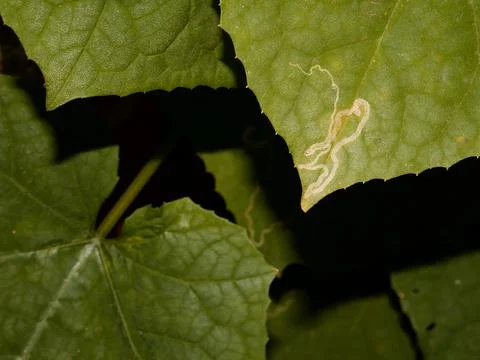 Snake pattern drawn on leaf due to insect walk, Nature background creature ma 스톡 사진