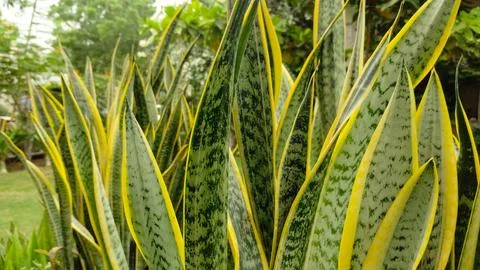 Snake pattern tree in the garden Stock Photos