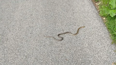 Snake on pavement Video stock 144337403