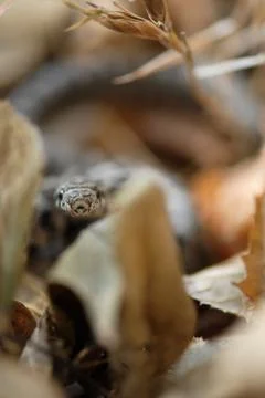 Snake Peek Stock Photos