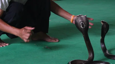 Snake, people Video stock 5029719