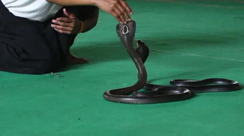 Snake, people Stock Footage 5030419