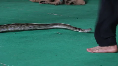 Snake, people Stock Footage 5030858