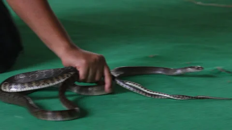 Snake, people Stock Footage 5031031
