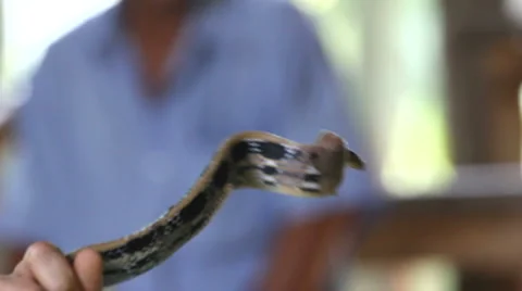 Snake, people Stock Footage 5031187