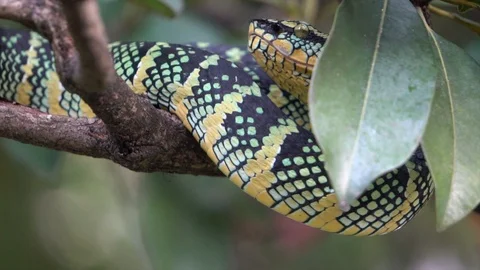 Snake Perched in Forest Tree, 120FPS Stock Footage 128968673