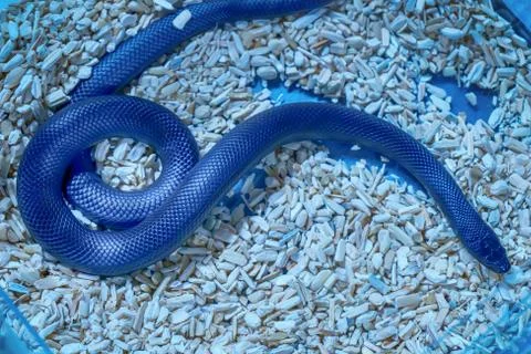 Snake is pet Foto stock