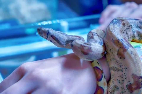Snake is pet Foto stock