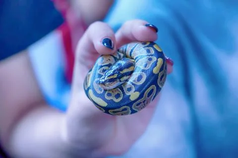 Snake is pet Stock Photos
