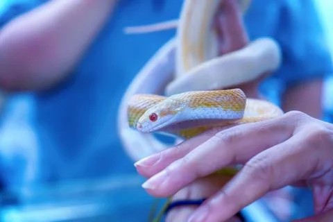 Snake is pet Stock Photos