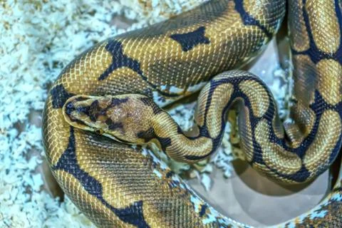 Snake is pet Foto stock