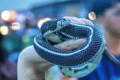 Snake is pet Foto stock