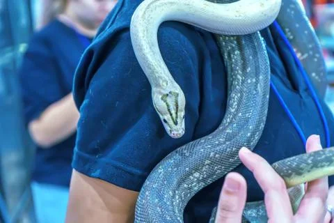 Snake is pet Stock Photos