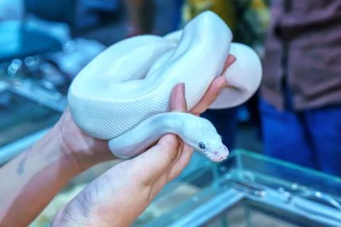 Snake is pet Stock Photos