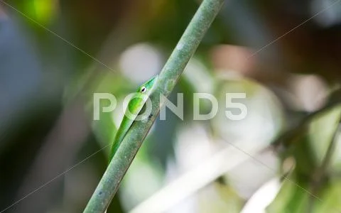 Snake Stock Photos