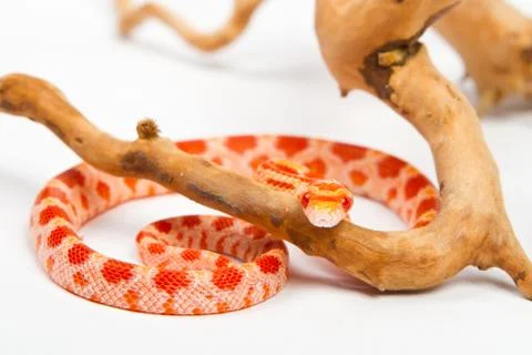 Snake Stock Photos