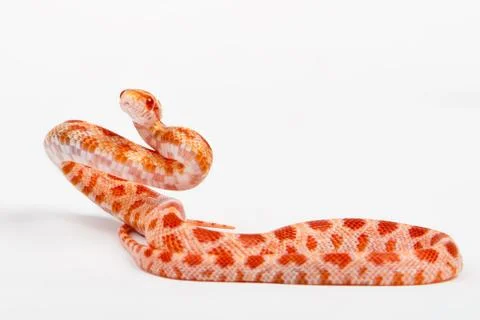 Snake Stock Photos